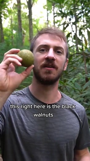 Black Walnuts are an excellent Wild Food in the Fall! | Son of a Bear Herbs