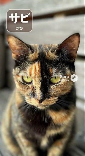 猫の毛色バリエーション 何種類？