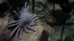 Sunflower sea star spawning hopes to turn the tide for ocean recovery