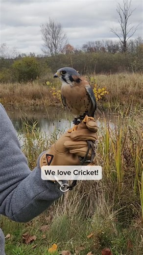 Visit Cricket & help our Animal Ambassadors thrive! 🐦 Cricket, our American Kestrel, loves being out in his outdoor aviary and greeting visitors! 🤩 It's a fantastic chance to see a magnificent bird of prey up close. When the temperatures dip below 40 degrees, Cricket goes inside his cozy indoor aviary to spend the night, and will spend the winter inside as well. You can directly support Cricket's care! For just $25, you can become an Animal Advocate and help provide: 🌟 Comfy habitats (both in