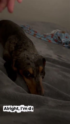 POV: Your dog takes "cozy" to the next level 🥺 #dachshund #dappledachshund #dogshorts