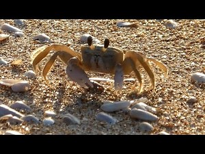 Ghost Crabs 101: Nature’s Coastal Guardians
