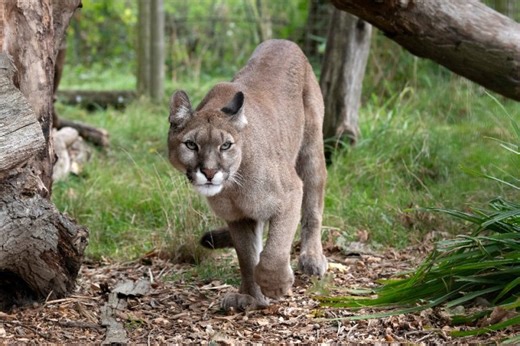 Oxnard officials advise public of mountain lion roaming the area