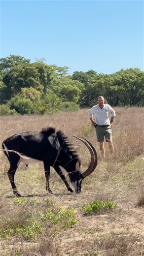 Sable antelope are the national animal of Zimbabwe! 🇿🇼🦌 #interestingfacts #wildlifeconservation #wildanimals #reels | Reilly Travers