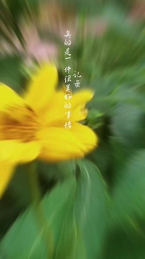 黑心菊的花语是：公平公正，也代表着公平正义的意思。有着评判与否的标准，像向日葵一样向着太阳的方向。代表着刚直不阿，具有公正正义的美好品质。