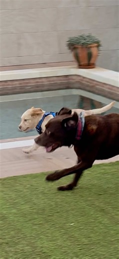 Mi primo Capo🤎 #labrador #cachorro #beige #eren #chocolate