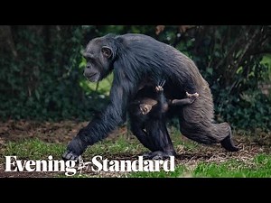 ‘World’s rarest chimpanzee’ born at Chester Zoo in conservation boost