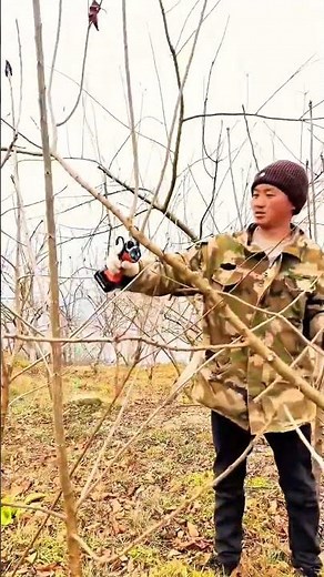 Apple Tree Pruning in Winter 🌳✂️ | Boost Fruit Production#pruning #apple #farming #satisfying #fruit