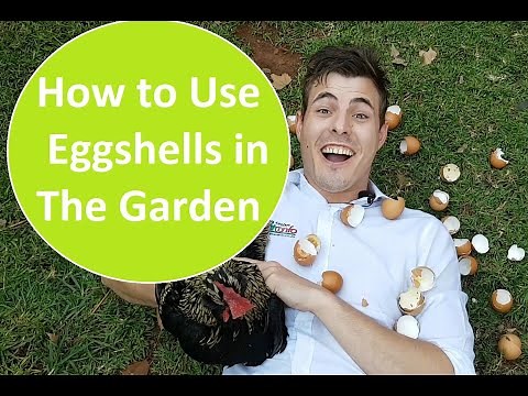 How to use eggshells in the garden. 5 ways to use eggshells in the garden