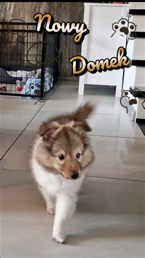 Johnny już czuje się jak u siebie 🏡🐾