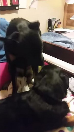 Dogs making out and then humping a human