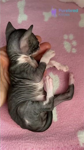 Meet Yucatan: Black & White Cornish Rex Kitten 😻 Velvety, Playful & People-Loving! #CornishRex