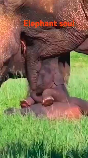 #shorts #baby #shortvideo #short #elephant #viralvideo | Veda Gross
