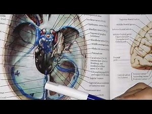 Posterior Cranial fossa / Base of skull / easy explanation