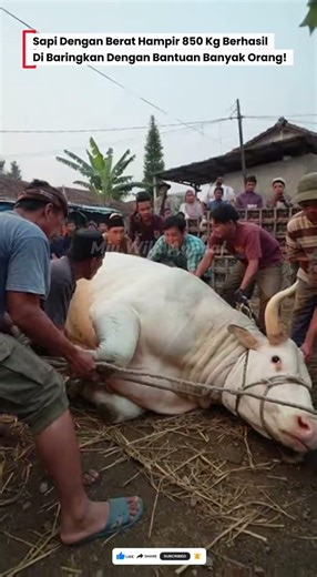 😮‍💨SAPI BERAT 850Kg BERHASIL DI BARINGKAN DIBANTU BANYAK PARA WARGA! #sapi #iduladha #kurban #cow