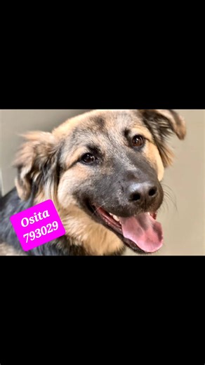 Take a look 👀 at these sweet dogs who are waiting patiently at the shelter for their forever families to find them!🐾❤️ Come on in and find your new best friend! #adoptdogs #shelterdogsrock #lovedogs #adoptionsaveslives #beavoiceforthevoiceless #dogs Disclaimer: I am not an employee at Animal Friends of the Valleys, nor do I represent them. I am simply sharing photos of the animals there and as much information as I have experienced or observed in order to show them to a greater audience in hop