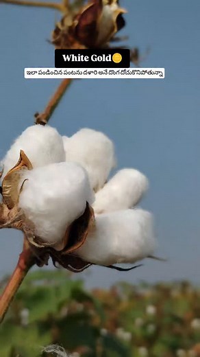 White Gold🪙 #agriculture #viral #india #telangana #hyderabad #hydreels #nalgonda #vizag #vijayawada #andra #andrapradesh #telugu #reelsinstagram #reels #warangal #siddipet #khammam #yadagiri #wanaparthy #rangareddy#tirupati #time | Farmer bharath