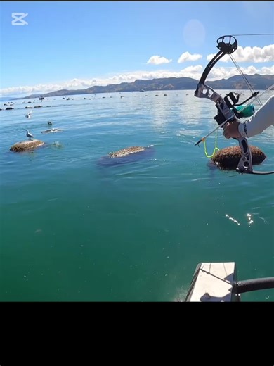 Bow Fishing Adventures in New Zealand