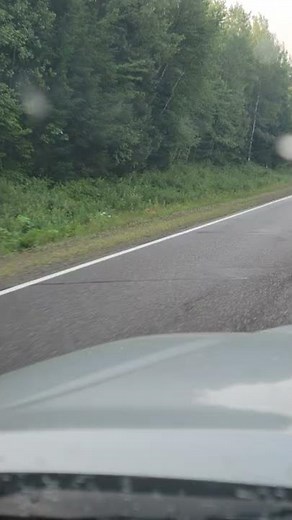 HUGE wolf spotted in WI