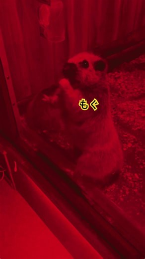 #ホソオクモネズミ #動物 #東京ドーム #かわいい #動物園 #ネズミ