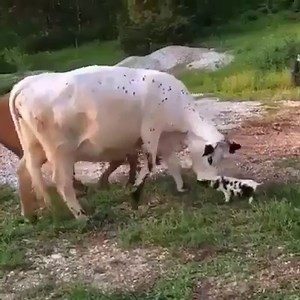 LOOK AT HOW GENTLE THESE LOVABLE COWS ARE, AFRAID OF A LITTLE PIGLET, AS THEY ARE SO PEACEFUL...just like elephants they do not use their size to intimidate or be seen as dominant...both species are true herbivores, they do not have a violent bone in the bodies, unless they are threatened or their babies are taken...yet everyday millions are murdered for their flesh, and if we were true omnivores we would do it ourselves without weapons...IT IS TIME TO SEE COWS, PIGS, CHICKENS, SHEEP & TURKEYS I