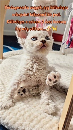 Báránymacska #selkirkrexcat #cat #selkirk #kitten #curlycat #cute #báránymacska #colorpoint #show ❤️