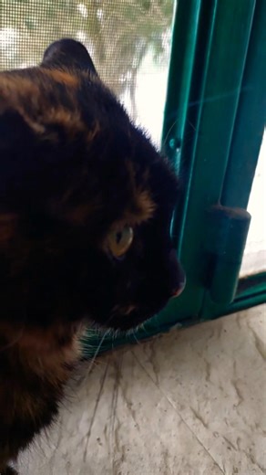 My cat lovesss to argue with other cats through the window😅😼😂 #cat #cute #kitten #catlovers