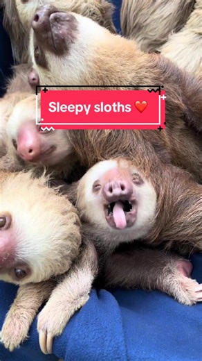 Sleepy Sloths in Their Natural Habitat