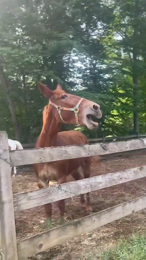 315K views · 2.7K reactions | Quand Un Âne et Cheval Font Un Bébé ! #animaux #animauxdecompagnie #âne #cheval #trendingreelsvideo #reelsfbviral #découverte #fblifestyle #cheveux #apprendre #hybrid #mules #bardot #curieuse #insolite #solutions #SavoirFaire #elevage #Bizarre #campagne #agriculture #ferme | Univers Educatif | Facebook