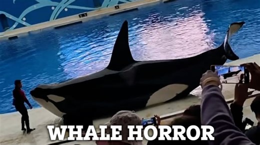 Moment injured killer whale spurts blood as cruel aquarium show goes wrong