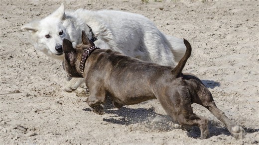 How to Stop a Dog From Lunging at Other Dogs