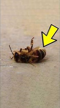 Why Bees Die After Stinging You 😱