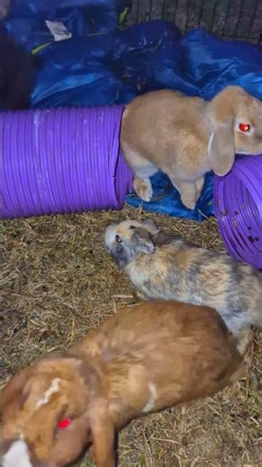 Mini lop bunnies 😘😘😘 #cute #funny #bunny