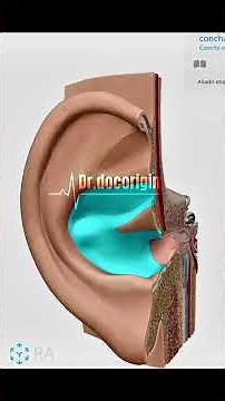 Anatomía del Oído Externo: Estructuras y Funciones Explicadas