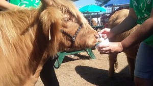 Eating ice cream at the Hopkinton State Fair in 2015. Hey, isn't that people food? We'll be at the fair all weekend so stop by and say, "Hello." #moove2local | Miles Smith Farm