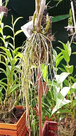 Hanging orchids are a great tip for small spaces. 👍 The tutorial is in the previous video.