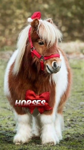 Meet the World's Smallest Horses! 🐴 #youtubeshorts #animalfacts #horses #poneis #goviral #smallhorse