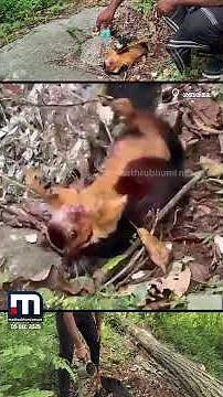 ശരണപാതയില്‍ ഷോക്കേറ്റ് വീണ മലയണ്ണാന് പുതുജീവനേകി തീര്‍ഥാടകന്‍ | Malayannan Rescue | Sabarimala