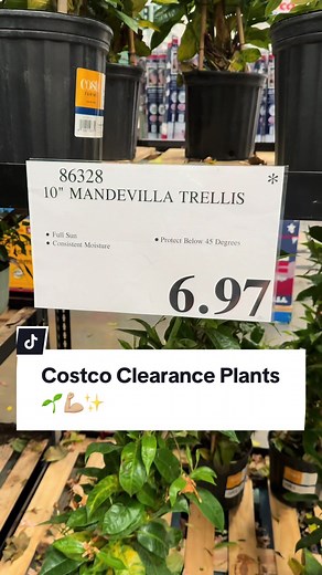 Scored these gorgeous Mandevilla trellises on clearance at Costco! 🌺🛒 Such a steal! #CostcoFinds #ClearancePlants #Mandevilla #PlantDeals #PlantLover #GardenGoals #HousePlants #PlantAddict #GreenThumb #PlantObsession #TrellisPlants #clearancefinds