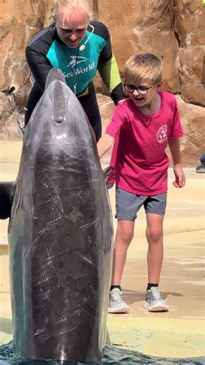 Starbuck at Dolphin Adventures | Best Moment at SeaWorld Orlando