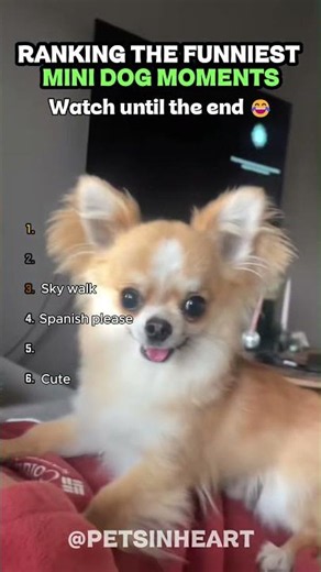 MINI DOGS, BIG ATTITUDE! 😂 Funniest Tiny Dog Moments Ranking #shorts