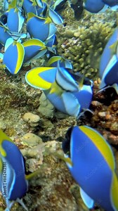 A variety of vibrant tropical fish, with stunning blue and yellow colors, elegantly swim among the corals in a clear underwater reef. Beautiful marine life photography showcases the ocean ecosystems