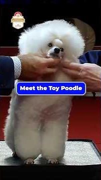 Meet the Toy Poodle