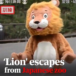 53K views · 803 reactions | A zoo in Japan held a lion escape drill. Wait for the reactions on the faces of the real lions. | Guardian Australia | Facebook