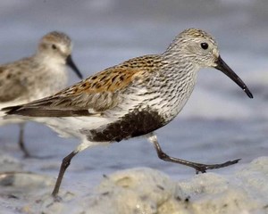 Dunlin - Alchetron, The Free Social Encyclopedia
