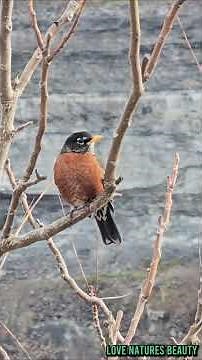 Beautiful bird Canadian Robin #beautifulbirds #Canadianrobin #canadawildlife #beautifulanimals #03