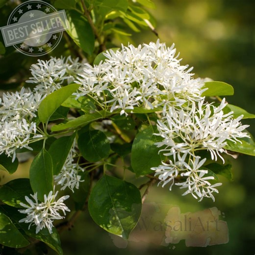 White Fringe Tree Live Plant – Chionanthus Virginicus 4" Pot – Fragrant White Bloom Ornamental Tree - Etsy