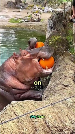 The deadliest jaw 😳