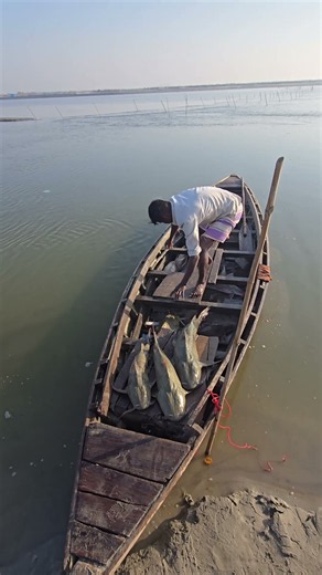 Big fish hunted in river Ganga #fishhunting2 #machli #Netfishing #fishing #machlipakadna