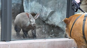 Red river hog Evie took an enriching stroll this morning to visit African Kopje residents like the aardvark, caracal, and foxes! When Evie isn’t out and about with her care team, you can watch her and a rotating lineup of ambassadors in the Animal Adventures LIVE program in the Beastro Lobby Auditorium. This program is performed each day at 11 am and 2:30 pm and is included in your Zoo admission! | Kansas City Zoo & Aquarium
